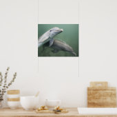 Zwei Delphine unter Wasser Poster (Küche)