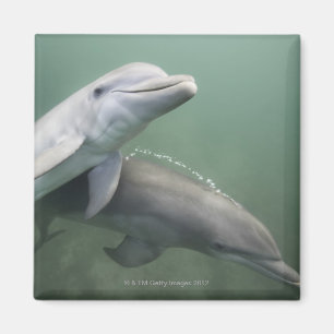 Zwei Delphine Unterwasser Magnet