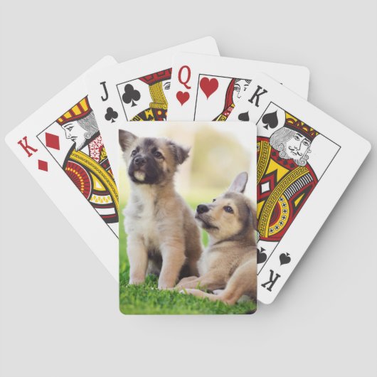 Zwei deutsche HirtenWelpen Spielkarten (Rückseite)