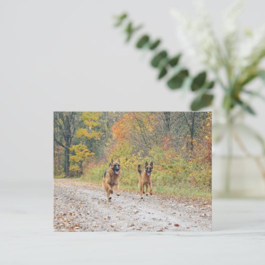 ZWEI Deutsche Schäferhirten im Herbst Postkarte (Stehend Vorderseite)