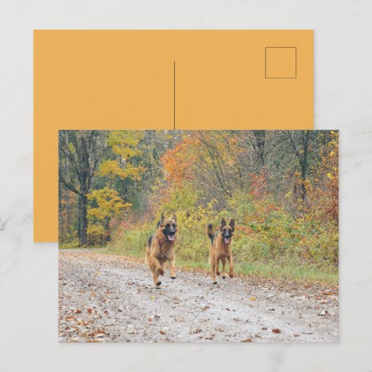 ZWEI Deutsche Schäferhirten im Herbst Postkarte (Vorne/Hinten)