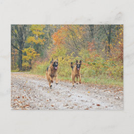 ZWEI Deutsche Schäferhirten im Herbst Postkarte