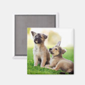 Zwei deutsche Schäferwelpen Magnet (Vorderseite/Rückseite)