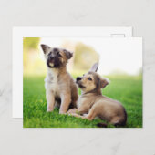 Zwei deutsche Schäferwelpen Postkarte (Vorne/Hinten)