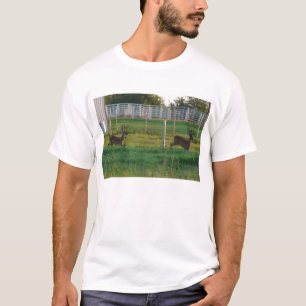 Zwei Dollars T-Shirt