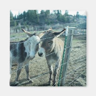 Zwei Donkeys Magnet