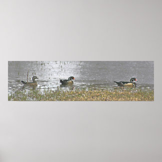 Zwei Drake und eine Hen Wood Duck Poster
