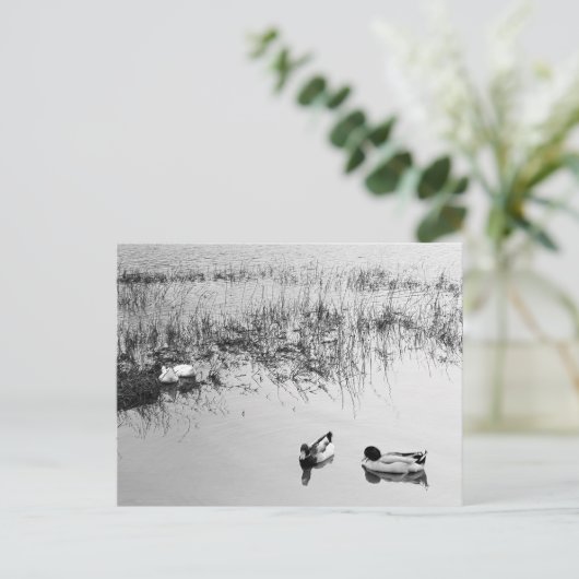 Zwei Duckpaare in Schwarz und Weiß Postkarte (Stehend Vorderseite)