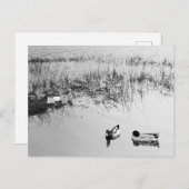 Zwei Duckpaare in Schwarz und Weiß Postkarte (Vorne/Hinten)
