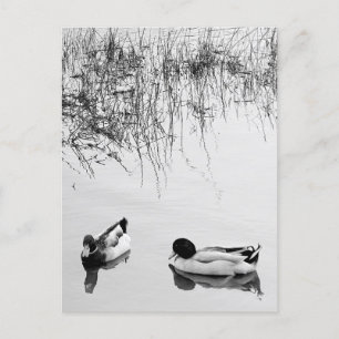 Zwei Duckpaare in Schwarz und Weiß Postkarte