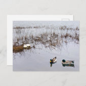 Zwei Duckpaare Postkarte (Vorne/Hinten)