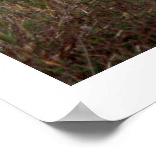 Zwei Egret Birds Wildlife Animals Print Poster (Ecke)