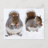 Zwei Eichhörnchen beschäftigen sich mit dem Essen Postkarte (Vorderseite)