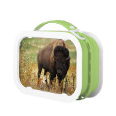 Zwei einer Art Brotdose (Links)