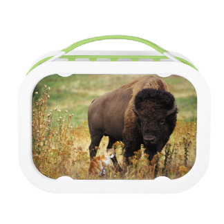 Zwei einer Art Brotdose