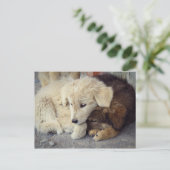 Zwei einsame Welpen Postkarte (Stehend Vorderseite)
