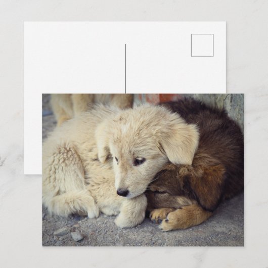 Zwei einsame Welpen Postkarte (Vorne/Hinten)