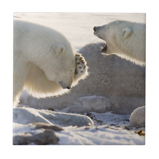 Zwei Eisbären Fliese (Vorderseite)