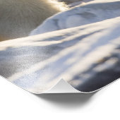 Zwei Eisbären Fotodruck (Ecke)