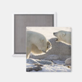 Zwei Eisbären Magnet (Vorderseite/Rückseite)