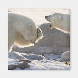 Zwei Eisbären Magnet