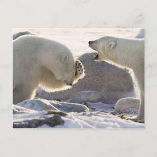 Zwei Eisbären Postkarte