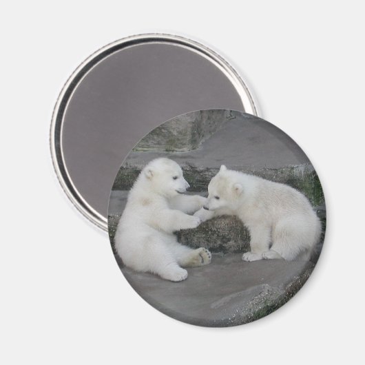Zwei Eisbärenjungen Magnet (Vorderseite/Rückseite)