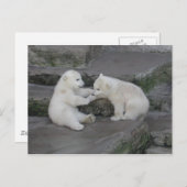 Zwei Eisbärenjungen Postkarte (Vorne/Hinten)