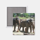 Zwei Elefanten Magnet (Vorderseite/Rückseite)