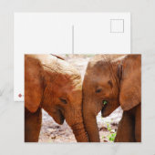 Zwei Elefanten zusammen, die Zuneigung zeigen Postkarte (Vorne/Hinten)