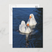 Zwei Emden Gänse II Postkarte (Vorne/Hinten)