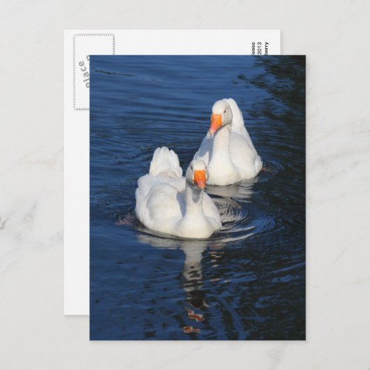 Zwei Emden Gänse II Postkarte (Vorne/Hinten)
