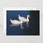 Zwei Emden Ges Postkarte (Vorne/Hinten)