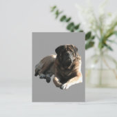 Zwei englische Doggen Mastiff im Urlaub Postkarte (Stehend Vorderseite)