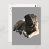 Zwei englische Doggen Mastiff im Urlaub Postkarte (Vorne/Hinten)