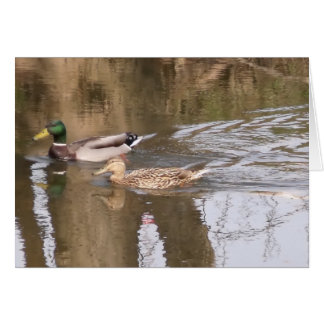 Zwei Enten auf einem Fluss