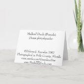 Zwei Enten und eine Swan-Schwanz-Karte Karte (Rückseite)