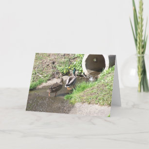 Zwei Enten wechseln zu einer neuen Zuhause Karte