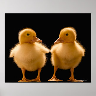 Zwei Entenlinge, die sich gegenseitig anschauen Poster