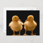 Zwei Entenlinge, die sich gegenseitig anschauen Postkarte (Vorne/Hinten)