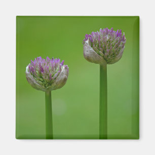 "Zwei Erbsen in einem Pod"-Wildblumen-Magnet Magnet