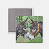 Zwei Esel Sprichwort hallo Magnet (Vorderseite/Rückseite)