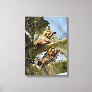Zwei Eulen im Wald, Vögel, Wildtier Leinwand Prin