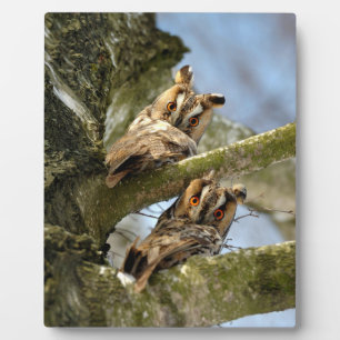 Zwei Eulen im Wald, Vögel, Wildtier-Plakette Fotoplatte