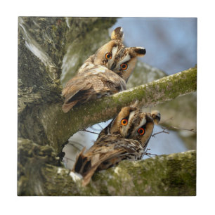 Zwei Eulen im Wald, Vögel, Wildtiere Keramik Til Fliese