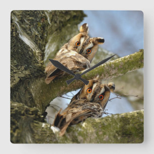 Zwei Eulen im Wald, Vögel, Wildtiere Quadratische Wanduhr