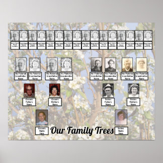Zwei Familienstammbäume auf weißen Blüten Foto Poster