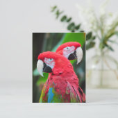 Zwei farbenfrohe Ara Papageien Postkarte (Stehend Vorderseite)