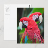 Zwei farbenfrohe Ara Papageien Postkarte (Vorne/Hinten)