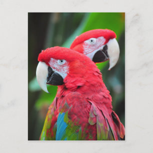 Zwei farbenfrohe Ara Papageien Postkarte